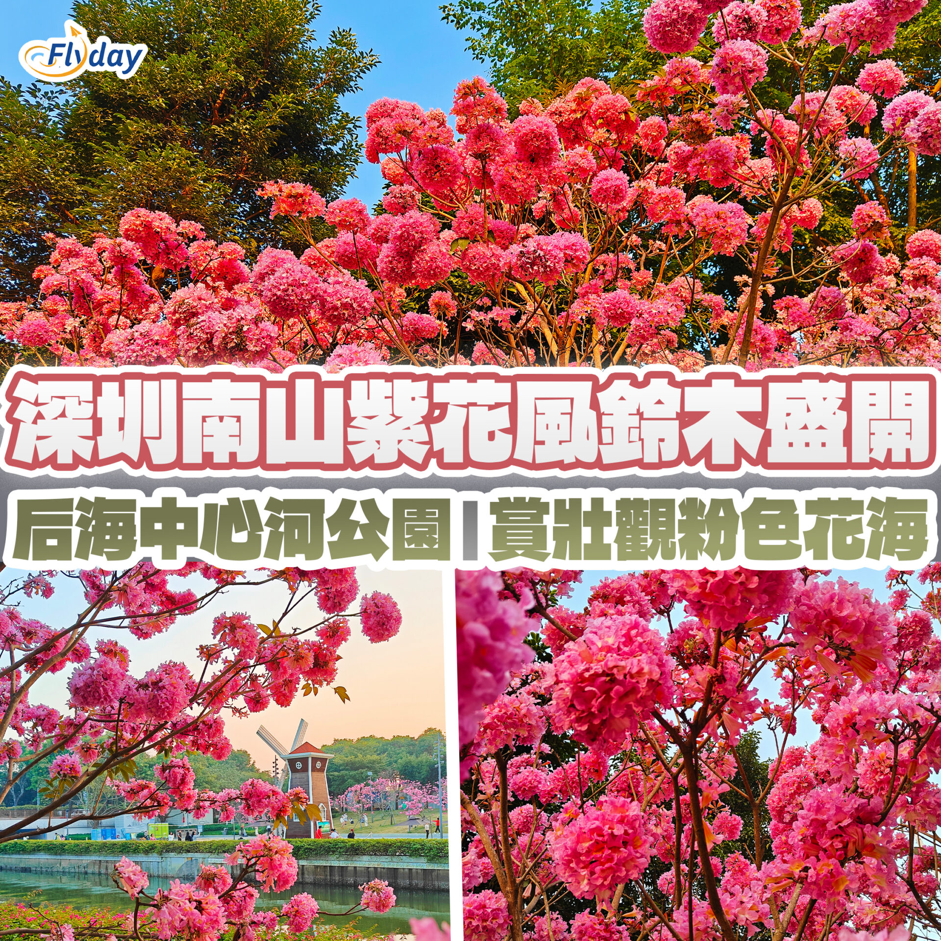 深圳南山紫花風鈴木盛開 后海中心河公園|賞粉色花海 - Flyday.hk 全港最多機票優惠|酒店套票|旅遊平價資訊