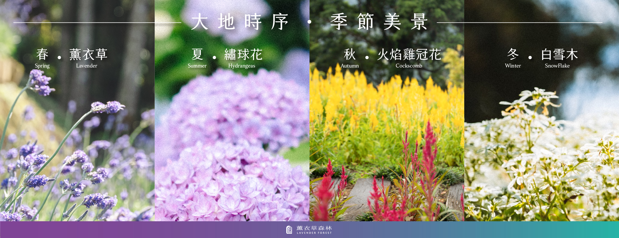 台中景點新社區薰衣草森林