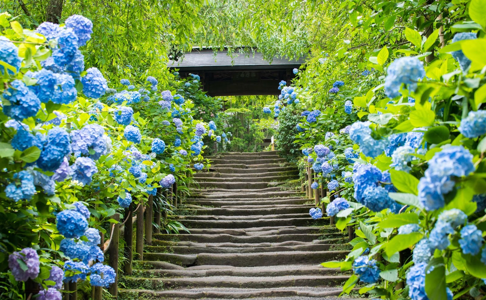 繡球花