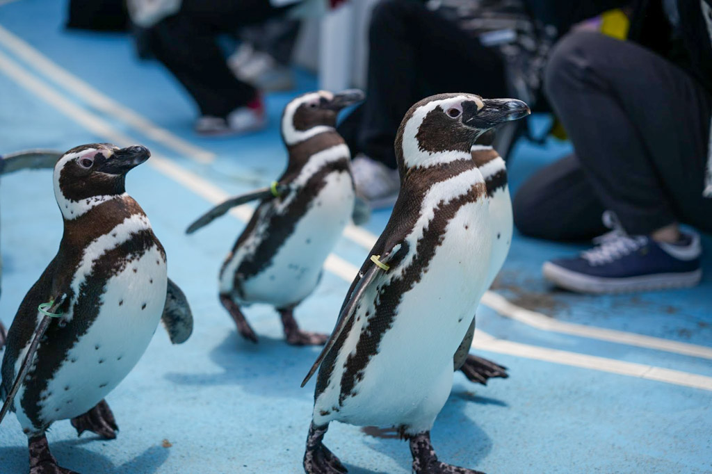 能登水族館 企鵝散步