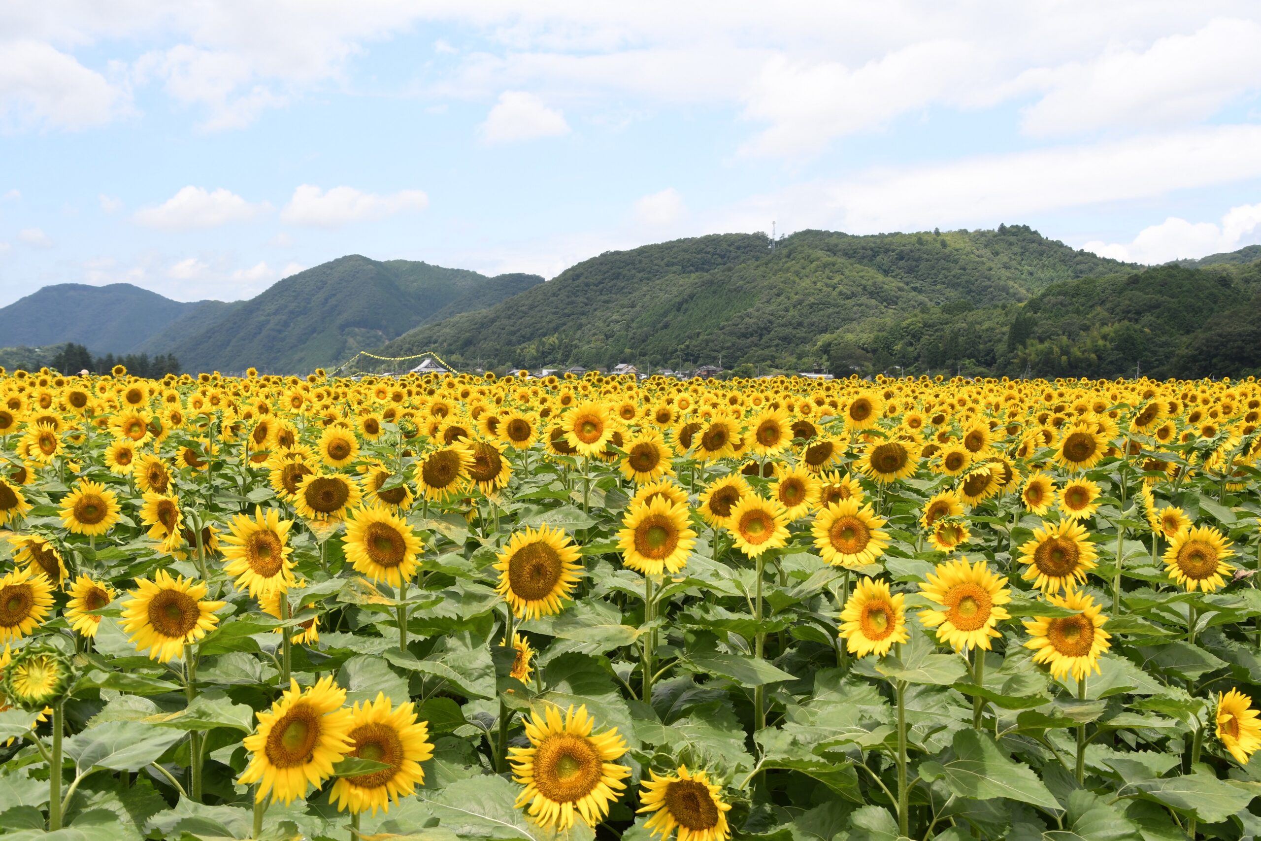 佐用町南光向日葵花田