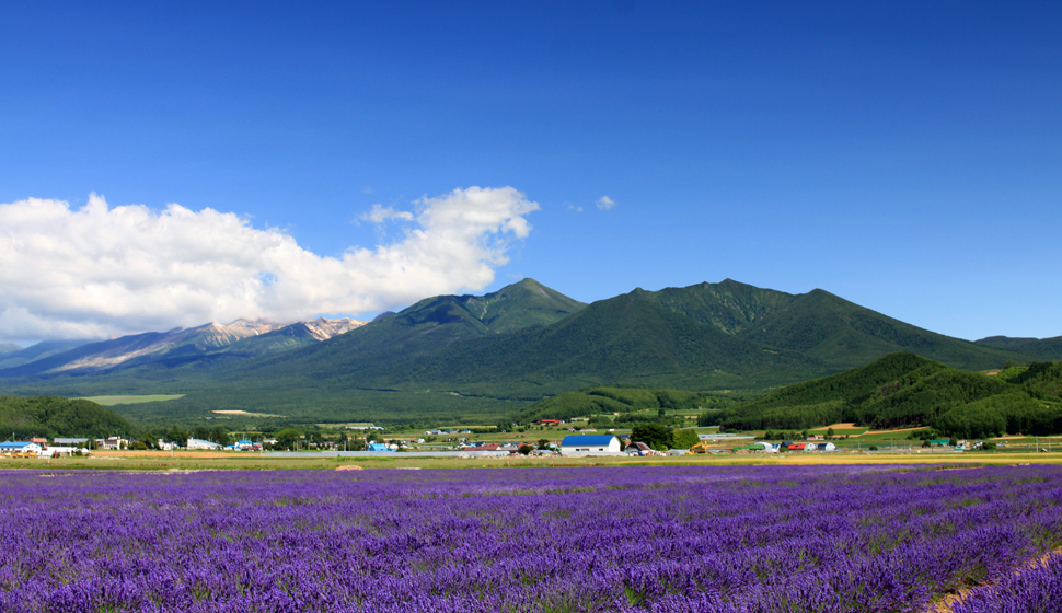 北海道富田農場薰衣草