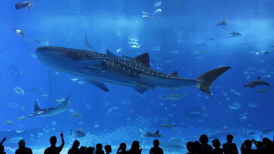 美麗海水族館
