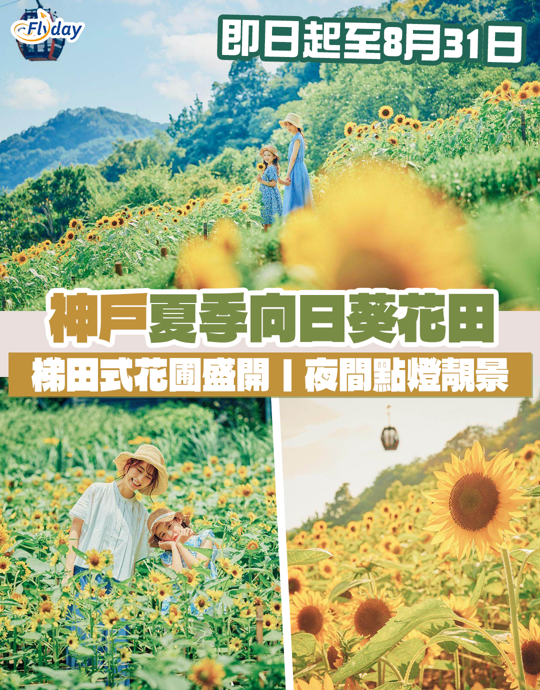 神戶布引香草園向日葵田