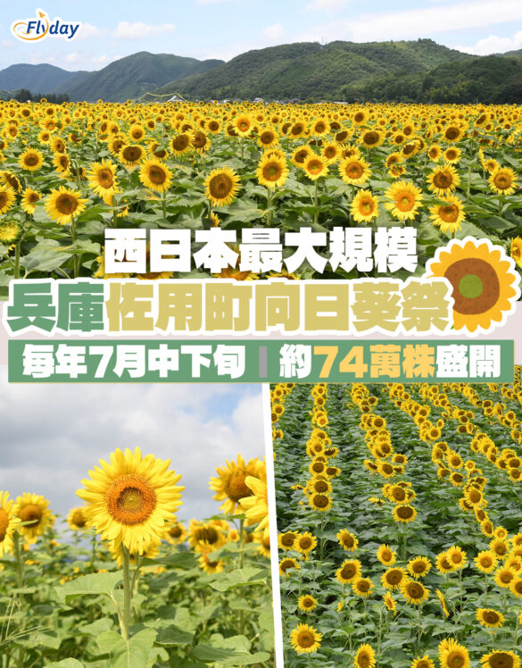 兵庫佐用町南光向日葵祭2025