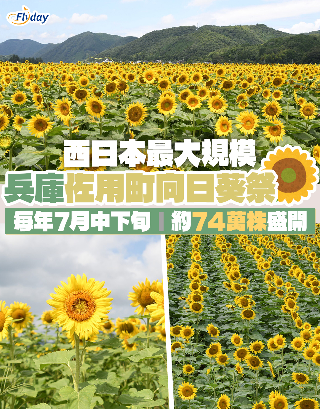 兵庫佐用町南光向日葵祭2025