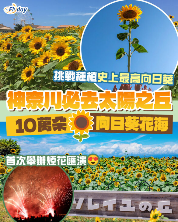 日本夏天賞花｜橫須賀「太陽之丘」10萬朵向日葵花海！超靚打卡景點