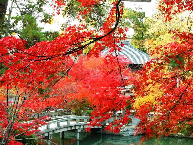 京都 永觀堂