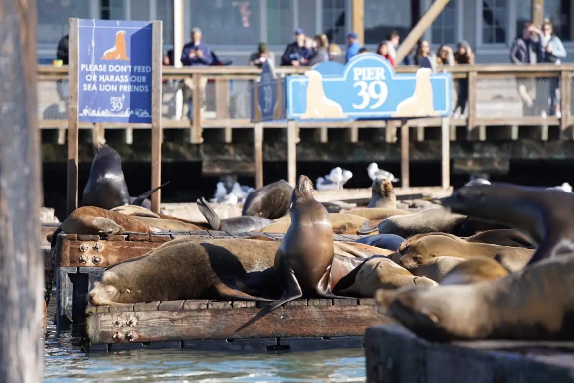Pier 39