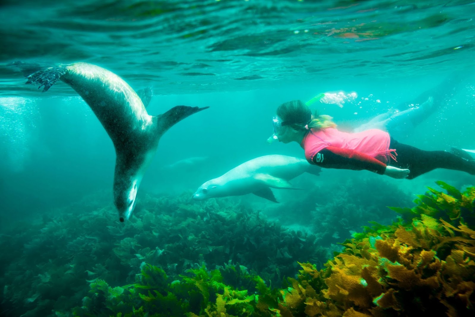 與海獅、海豚一起游泳