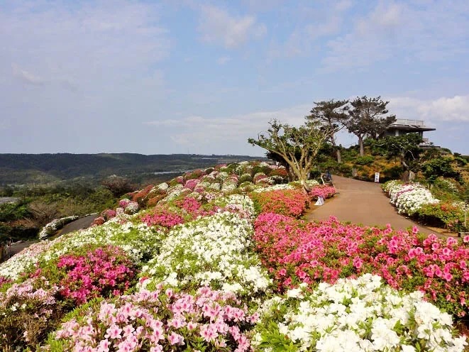 杜鵑花