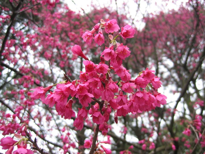 嘉道理農場暨植物園 鐘花櫻桃