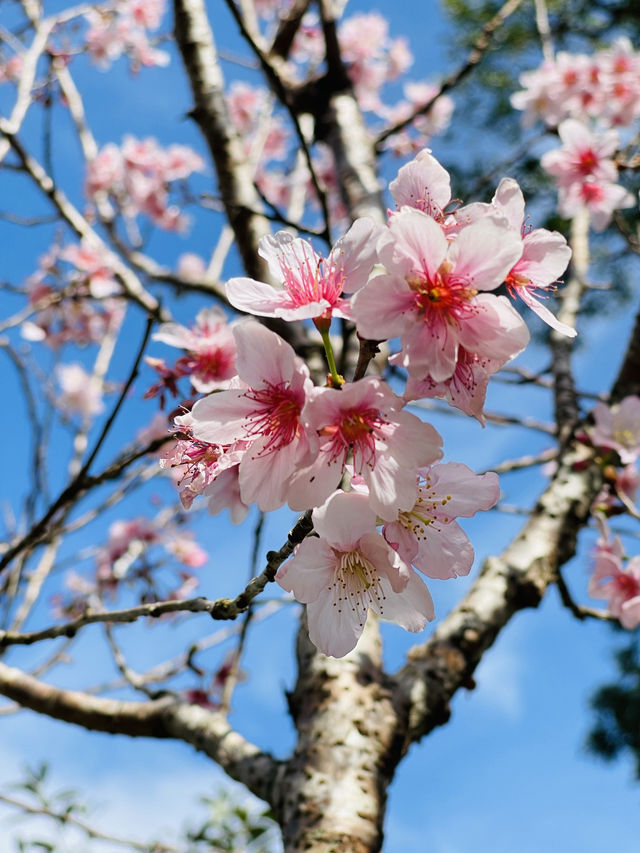 大埔海濱公園 櫻花