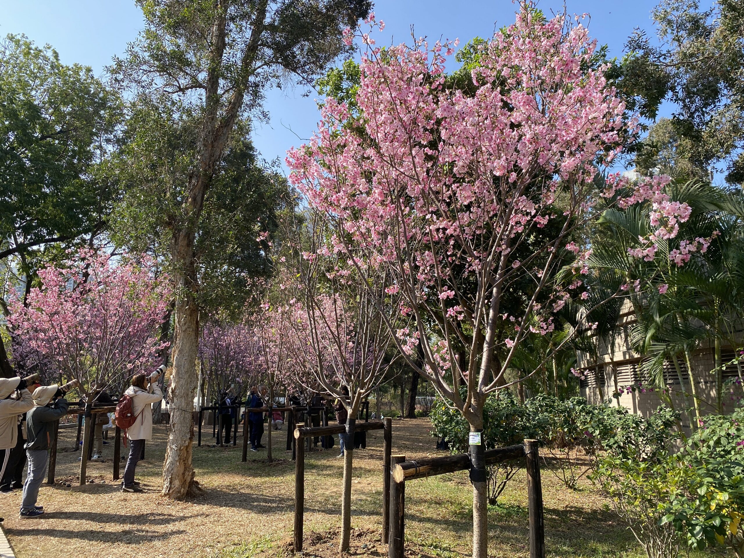 天水圍公園 櫻花