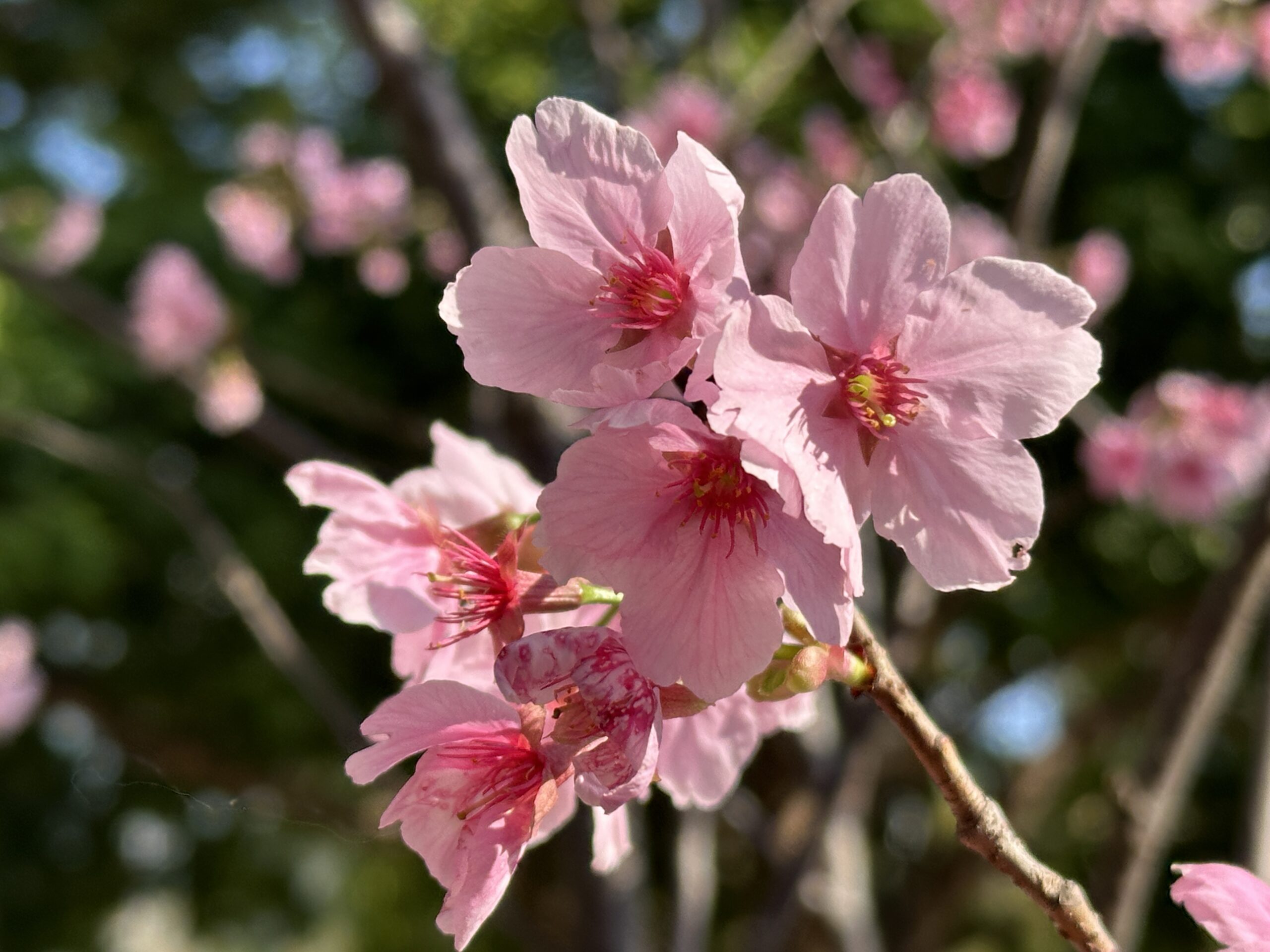 天水圍公園 櫻花