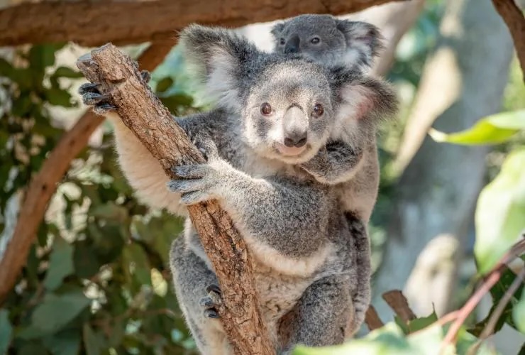 龍柏樹熊動物園