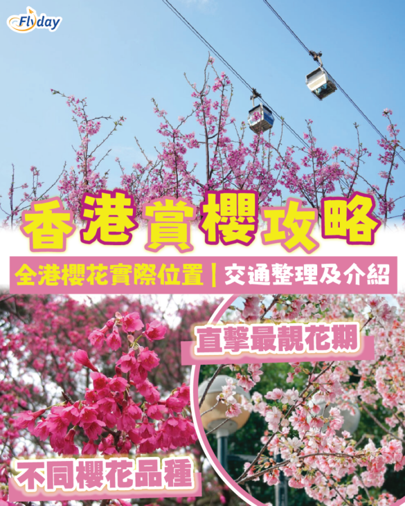 香港櫻花賞櫻攻略2026