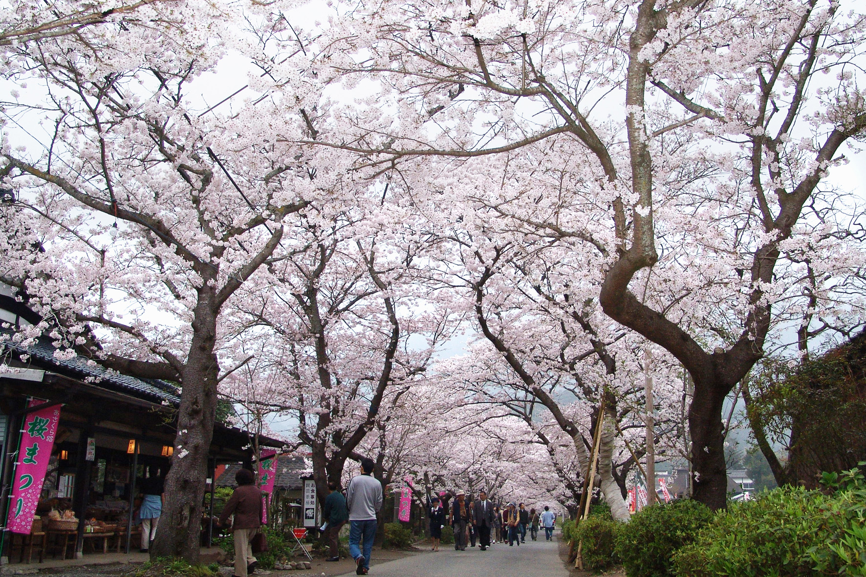 秋月城跡の桜