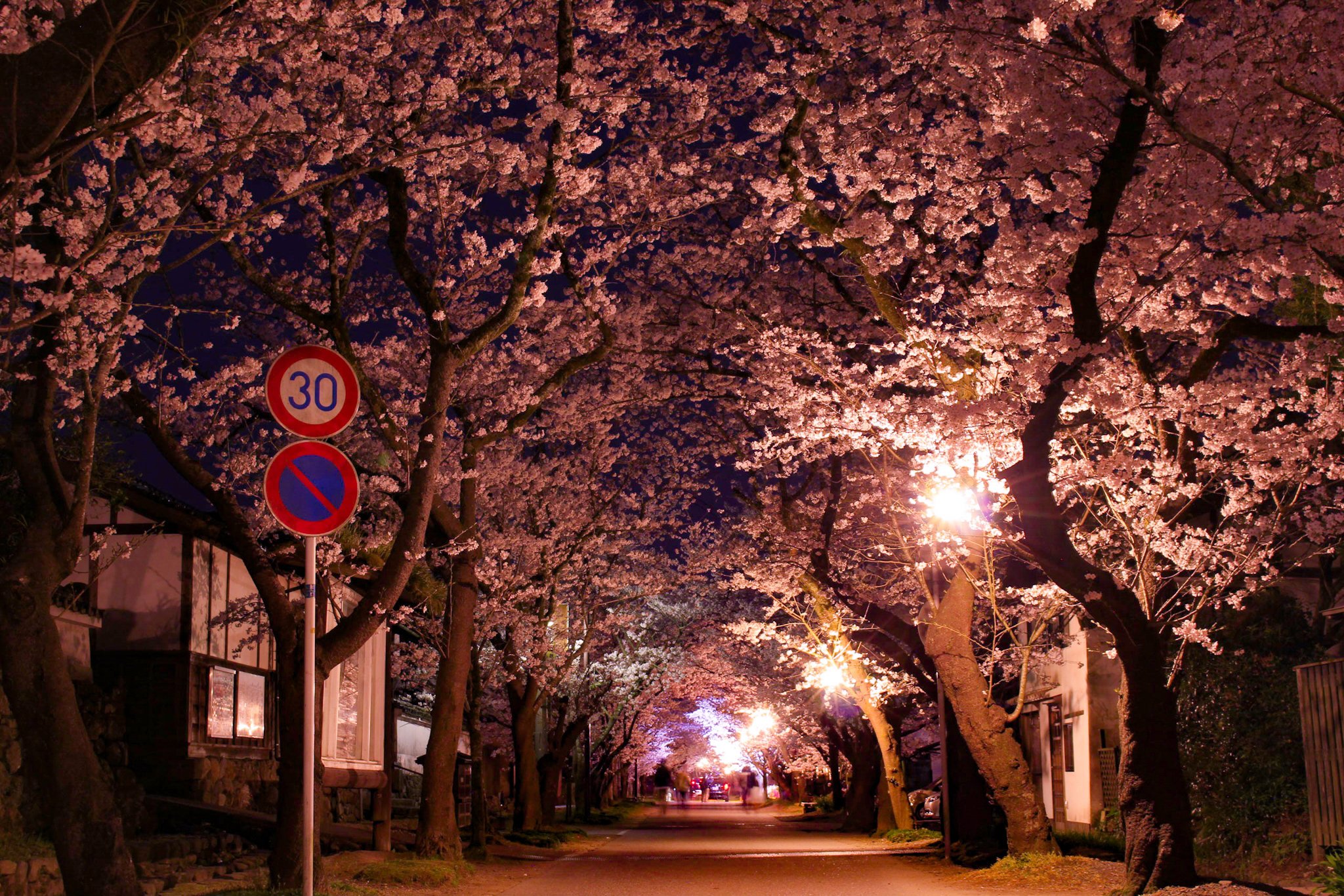 秋月城跡の桜｜晚櫻