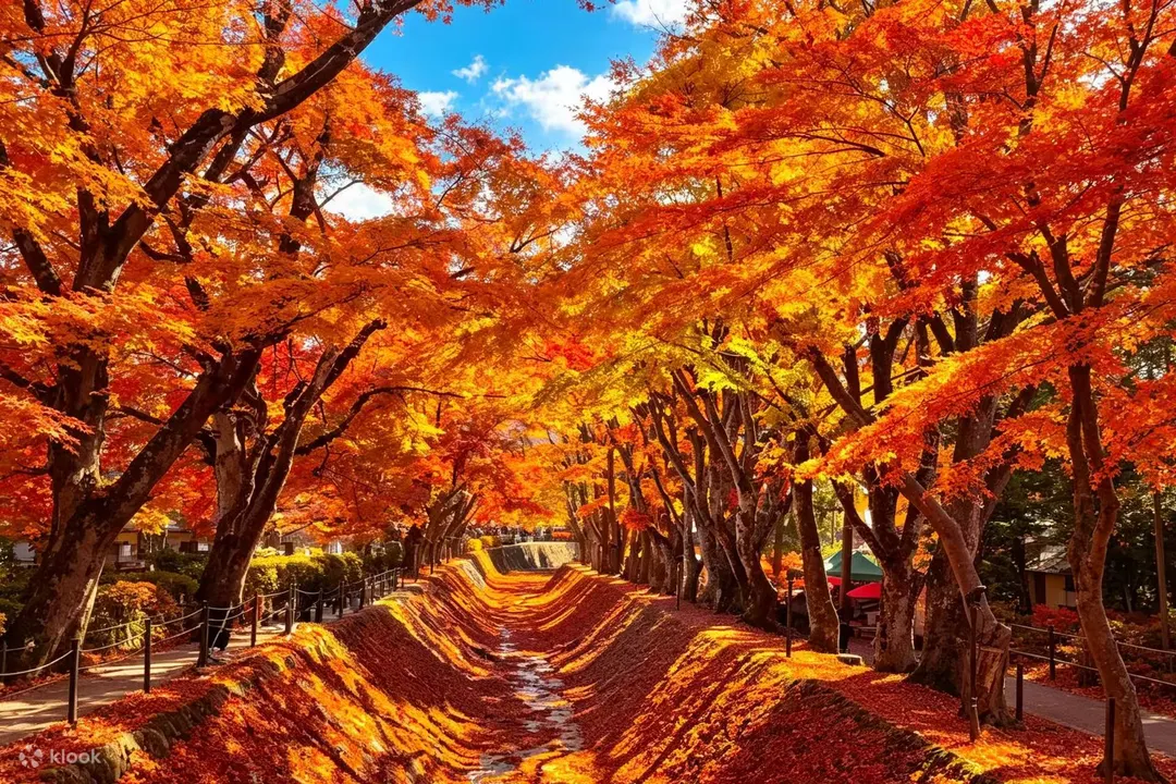 河口湖楓葉迴廊