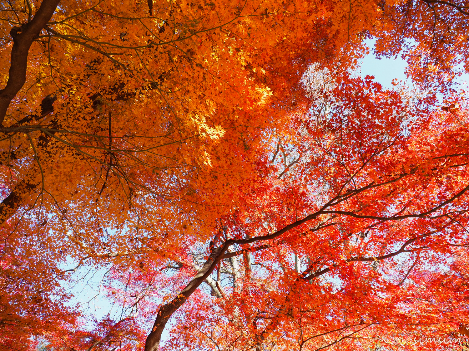 紅葉 新宿御苑
