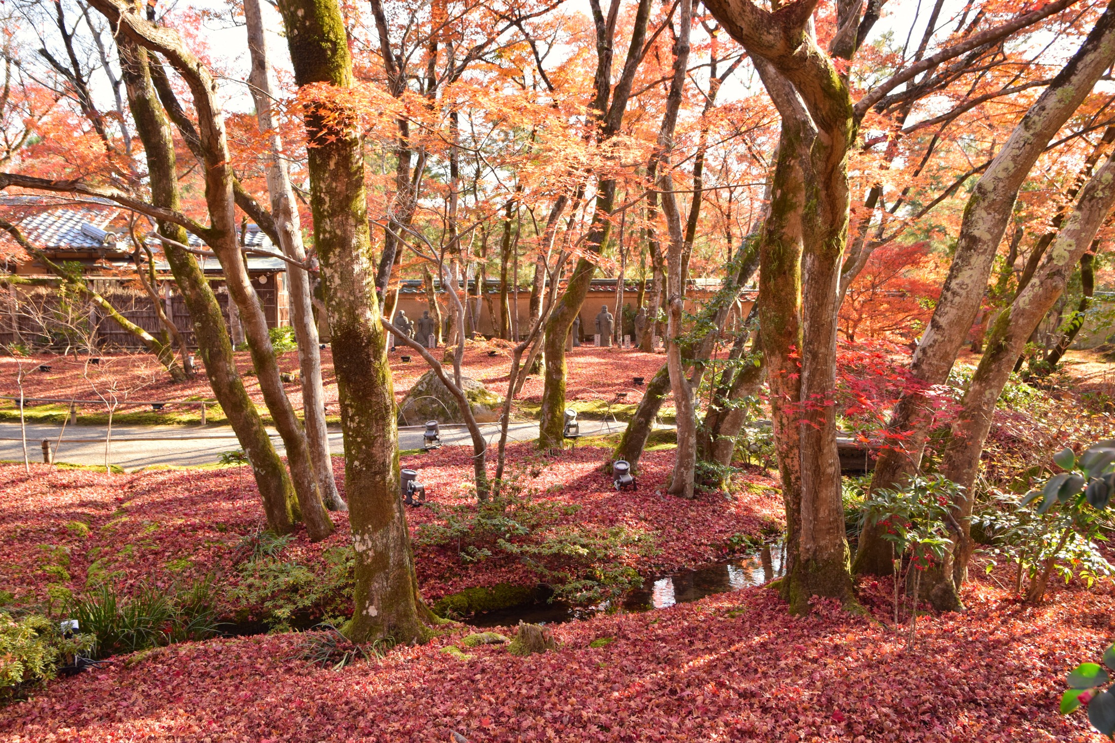 kyoto-hogonin-autumn-garden